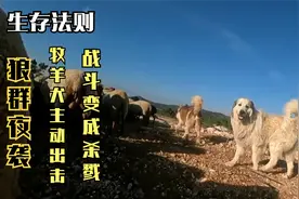 狼和狗到底谁厉害？野狼袭击家犬，体型和数量优势，才是取胜关键视频封面