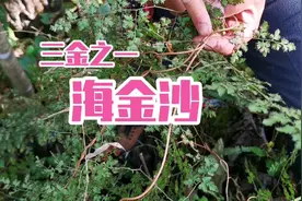 三金中的海金莎有多少人认识？今天睛睛遇到一大株，可惜没有孢子视频封面