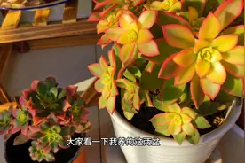 漂亮的艳日辉多肉植物，如何养护？才能出更好的状态视频封面