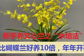 新手养文心兰之“水培法”，比蝴蝶兰好养10倍，年年开花！真香视频封面