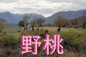 林芝赏桃花的好地方：索松村视频封面