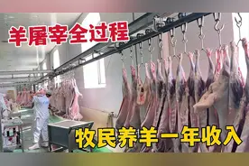 草原羊全身都是宝，羊屠宰羊毛值钱50一只，牧民养羊一年的收入视频封面