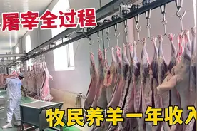草原羊全身都是宝，羊屠宰羊毛值钱50一只，牧民养羊一年的收入视频封面
