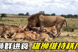 雄狮护食，只允许小幼崽进食视频封面