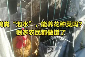 鸡粪“泡水”，能养花种菜吗？很多农民都做错了视频封面