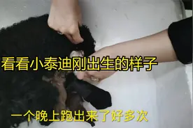 看看黄泰迪和黑泰迪交配后，生出来小泰迪是什么样子的？好可爱视频封面