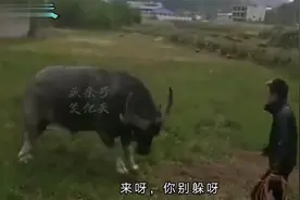 搞笑视频：玩啊，别跑啊，你啊你跑啥呀，我就是个宝宝来，我要举视频封面