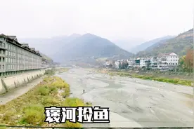汉中石门水库放水，褒河两岸捡鱼有人赚5000，一条鲶鱼卖400多视频封面