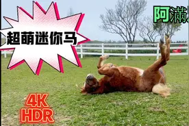 超萌迷你马视频封面