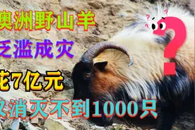 澳洲野山羊泛滥成灾，花7亿元仅消灭不到1000只，为何当地人不吃视频封面