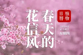 如果不知道二十四番花信风，可能又要辜负了这个最美的春天了视频封面
