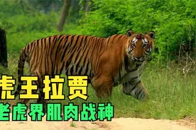 虎王拉贾：老虎界的肌肉战神，秒杀白肢野牛一生单杀四头成年虎！视频封面