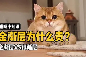 金渐层VS银渐层，充皮肤真的这么有用？视频封面