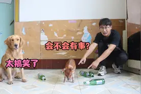 金毛大喊小猪喝醉了，小亮一看它居然喝了五瓶啤酒，会不会有事？