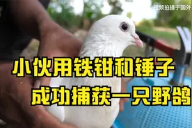 看小伙子如何在野外用铁钳和锤子做成陷阱 成功捕捉到一只野鸽子视频封面