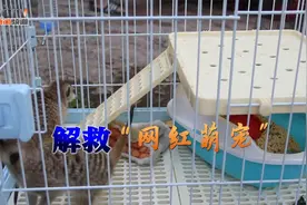 男子网上出售“网红萌宠”水獭，警方顺藤摸瓜，查出黑色利益链视频封面