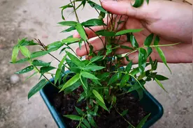 买回来的凤尾竹，换盆后牢记做好3点，恢复生长更快视频封面