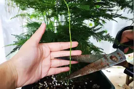 文竹长出大笋芽，为何又要把它剪掉？看完又学会一招！视频封面