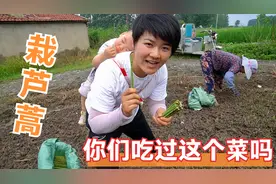 90后小夫妻农村种植芦蒿，种植过程很复杂，全靠手工完成视频封面