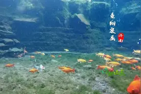 济南官家池水质清澈甘美，无数尾鱼儿游来荡去，成泉城靓丽风景线视频封面