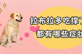 拉布拉多吃撑了，都有哪些症状？