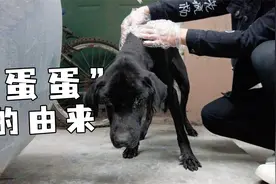 "蛋蛋"的由来视频封面