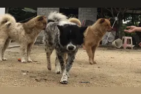 山里主人一群土狗松犬看家，大黄凶煞面不敢摸，老黑母狗最粘人视频封面
