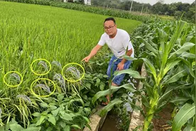 农村75岁奶奶种庄稼，没想到8分田水稻会发生这种事，真无奈视频封面