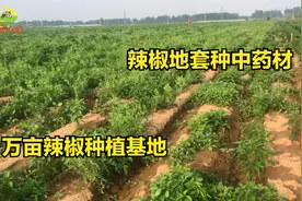 河南商丘万亩辣椒即将成熟，辣椒地里套种中药材，这方法简直绝了视频封面