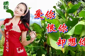 一首情歌《爱你恨你却想你》，唱的撕心裂肺，听哭了多少痴情人！视频封面