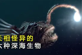 下潜到海洋深处，带你了解6种怪鱼，看看它们的长相到底有多可怕