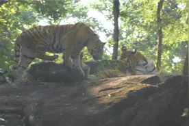 同样身为大猫，为何老虎看着就很干净，狮子却总是脏兮兮的？视频封面