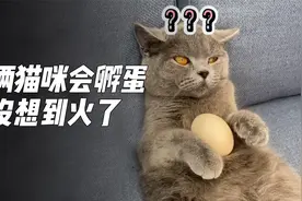 这俩猫咪会孵蛋 没想到火了视频封面