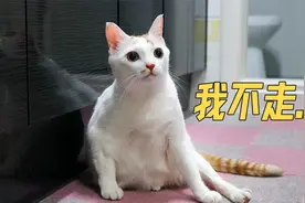 强拉着捡来的小猫咪去检查 肚子鼓鼓的原因终于找到啦!视频封面