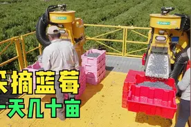 蓝莓树的种植和收获，酸甜可口的果实真美味视频封面