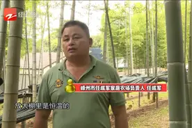 嵊州：毛竹林里套种菌菇 林下经济新模式视频封面