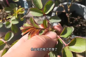 春天月季出现盲芽，主要由2个原因造成，处理方法很简单视频封面