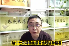 治疗观赏鱼体表疾病，不能短期浸泡三五分钟完事，根本无效视频封面
