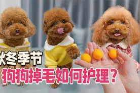 秋冬季节狗狗掉毛如何护理？细心的铲屎官这样做！