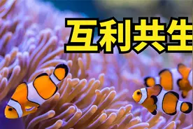 三种自然界中的互利共生视频封面