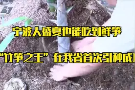 宁波人盛夏也能吃到鲜笋 “竹笋之王”在我省首次引种成功视频封面