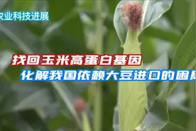 找回玉米高蛋白基因，化解大豆进口困局视频封面