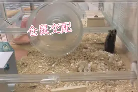 关系不好的仓鼠怎么交配？这里有总结，快记下来！视频封面