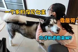二哈35天没见女主，再相逢竟扑到女主怀里哇哇大哭，场面一度失控视频封面