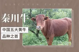 秦川牛——中国五大黄牛品种之首视频封面
