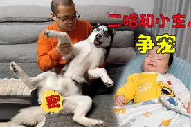 狗狗跟小主人争宠，霸占着男主不肯撒手，这吃醋劲堪比后宫大战啊视频封面