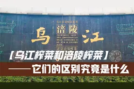 傻傻分不清？重庆的涪陵榨菜和乌江榨菜到底有啥区别？视频封面