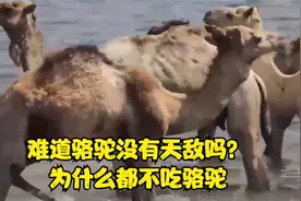 难道骆驼没有天敌吗？为什么都不吃骆驼视频封面