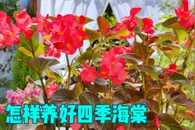 四季海棠怎样养开花多？把握好这4点，轻松开爆盆视频封面