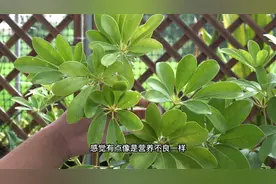 鸭掌木叶片不够绿，长势不够旺只要埋上1勺它，保准绿出新天际视频封面